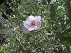 Malacothamnus fasciculatus nuttallii