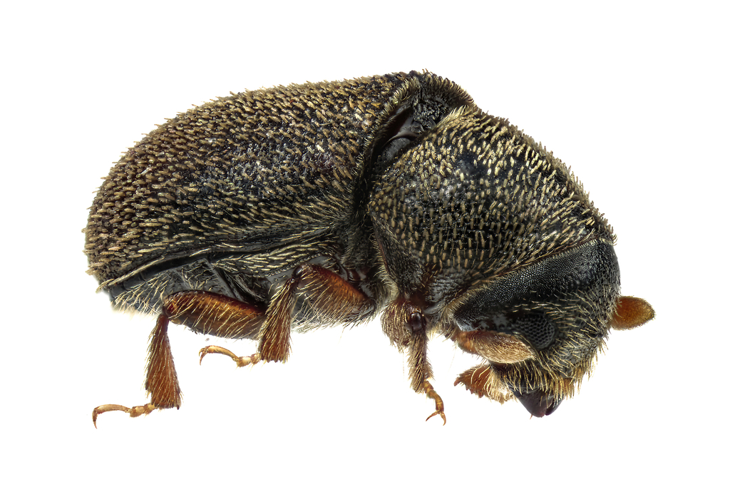 Four-eyed Spruce bark beetle