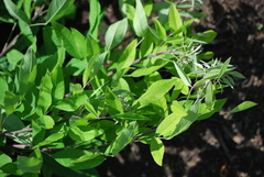 Lespedeza thunbergii