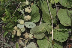 Hermannia transvaalensis