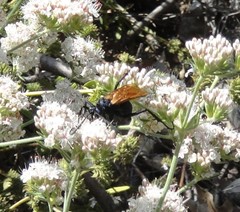 Pepsis pallidolimbata