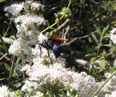 Pepsis pallidolimbata