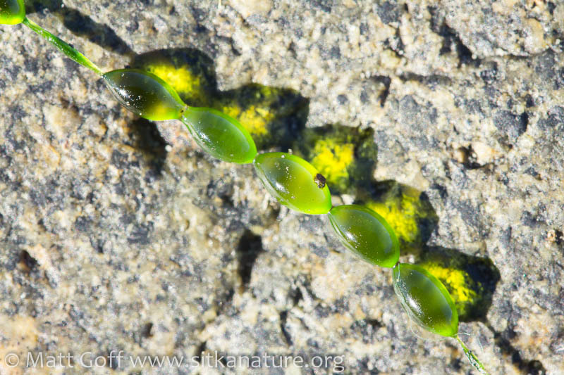 Urospora wormskioldii