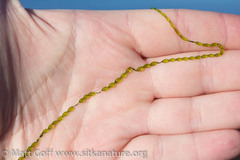 Urospora wormskioldii