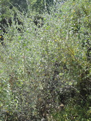 Malacothamnus fasciculatus nuttallii