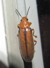 Eurypus