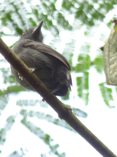 Thamnomanes schistogynus