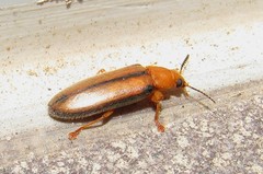 Eurypus