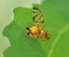 Myoleja lucida