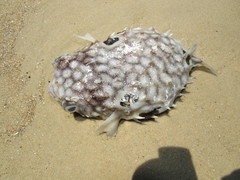 Chilomycterus spinosus