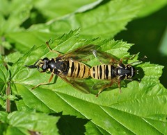 Temnostoma vespiforme