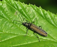 Oedemera virescens