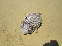 Chilomycterus spinosus