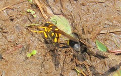 Sceliphron fistularium