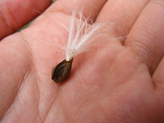 Vincetoxicum hirsutum