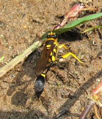 Sceliphron fistularium