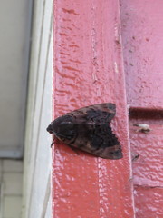Arcte modesta