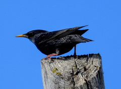 Sturnus unicolor