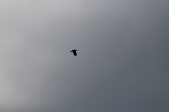 Corvus corax principalis