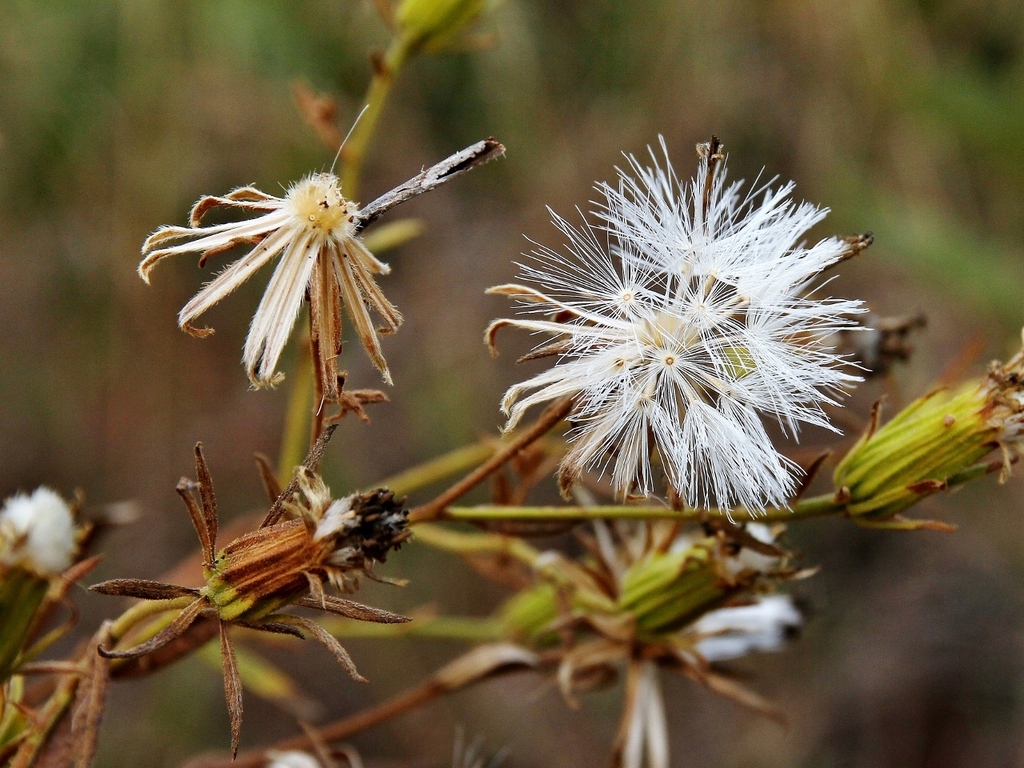 Trixis glutinosa