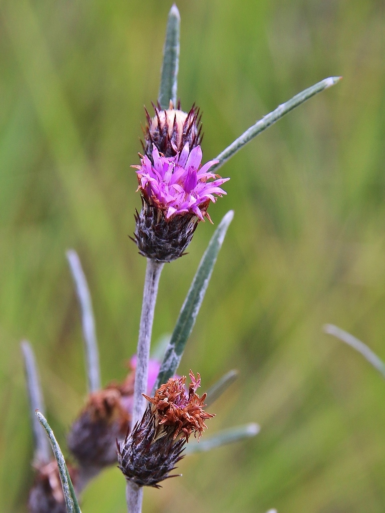 Lessingianthus linearis