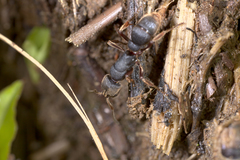 Pseudoneoponera rufipes