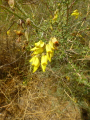 Wiborgia