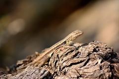 Sceloporus variabilis marmoratus