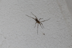 Odiellus troguloides