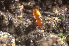 Laemophloeidae