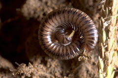 Anaulaciulus tonginus