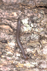 Anaulaciulus tonginus