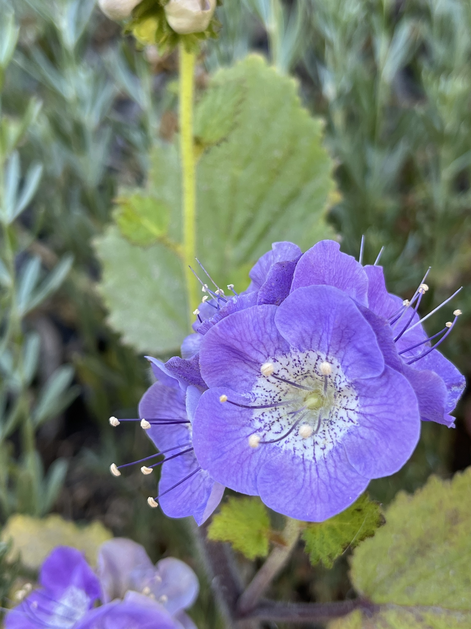Phacelia grandiflora