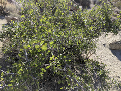Prunus fremontii