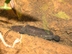 Clarias fuscus