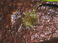 Amolops hongkongensis