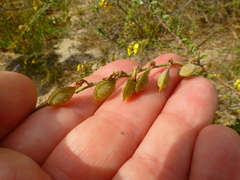Wiborgia