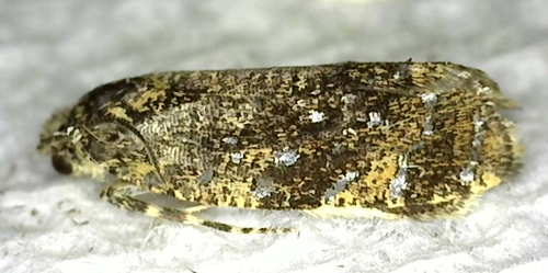 Astronomer Moth