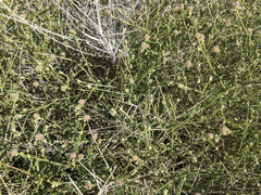 Baccharis brachyphylla