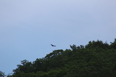 Cathartes aura septentrionalis