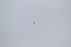 Cathartes aura septentrionalis