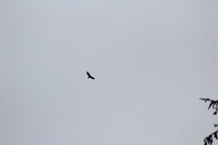 Cathartes aura septentrionalis