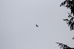 Cathartes aura septentrionalis