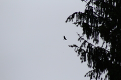 Cathartes aura septentrionalis