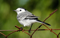 Motacilla alba