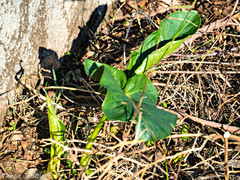 Arum dioscoridis