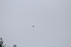 Cathartes aura septentrionalis