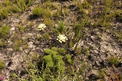 Tordylieae
