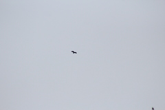 Cathartes aura septentrionalis