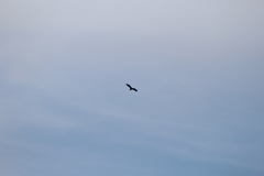 Cathartes aura septentrionalis